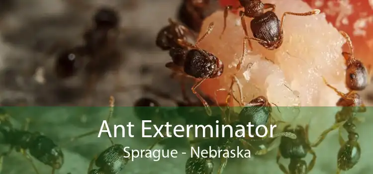 Ant Exterminator Sprague - Nebraska