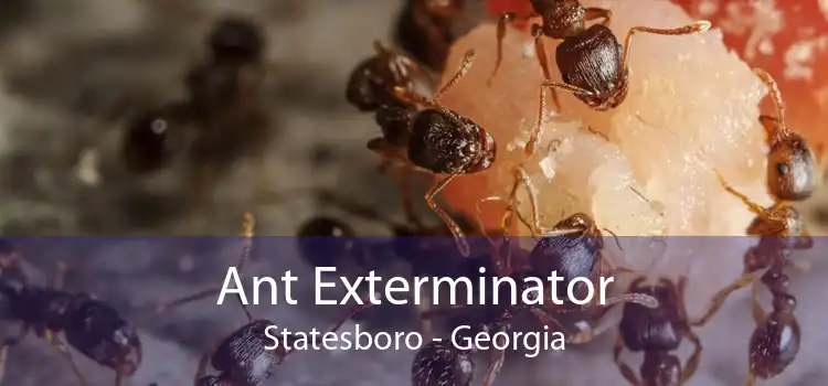 Ant Exterminator Statesboro - Georgia