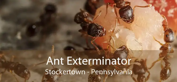 Ant Exterminator Stockertown - Pennsylvania