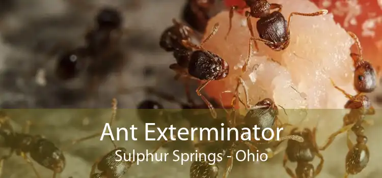 Ant Exterminator Sulphur Springs - Ohio
