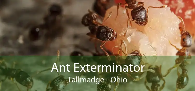 Ant Exterminator Tallmadge - Ohio