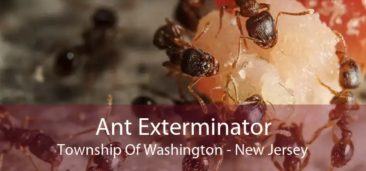 Ant Exterminator Township Of Washington - New Jersey