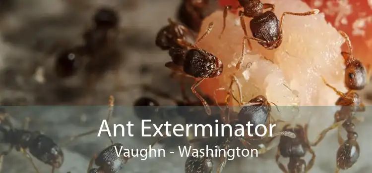 Ant Exterminator Vaughn - Washington