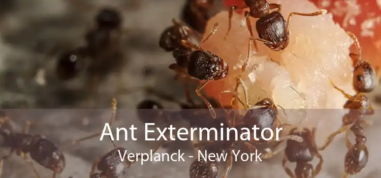 Ant Exterminator Verplanck - New York