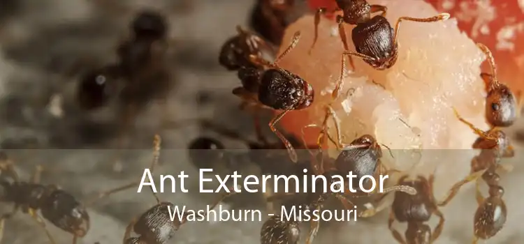 Ant Exterminator Washburn - Missouri