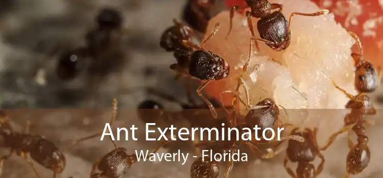 Ant Exterminator Waverly - Florida