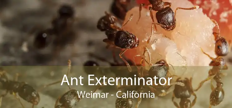 Ant Exterminator Weimar - California