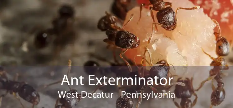 Ant Exterminator West Decatur - Pennsylvania