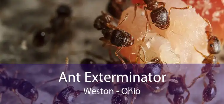 Ant Exterminator Weston - Ohio
