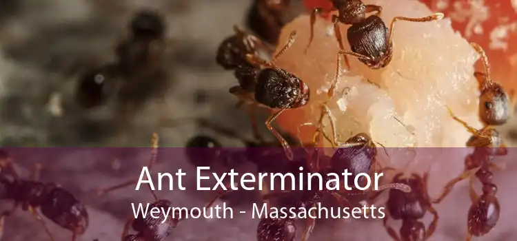 Ant Exterminator Weymouth - Massachusetts
