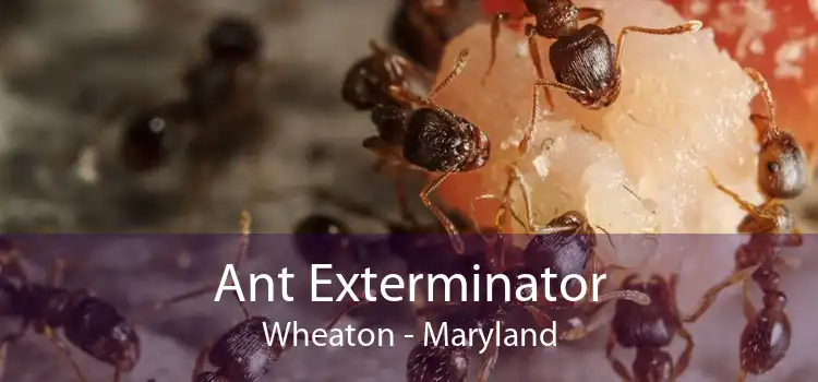Ant Exterminator Wheaton - Maryland