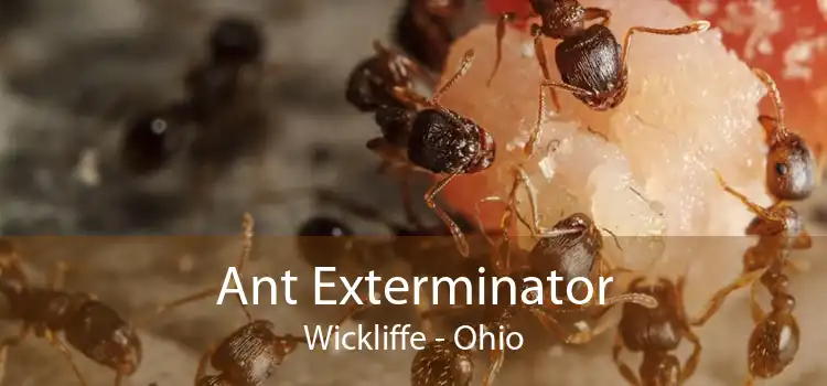 Ant Exterminator Wickliffe - Ohio