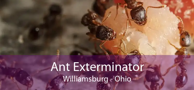 Ant Exterminator Williamsburg - Ohio