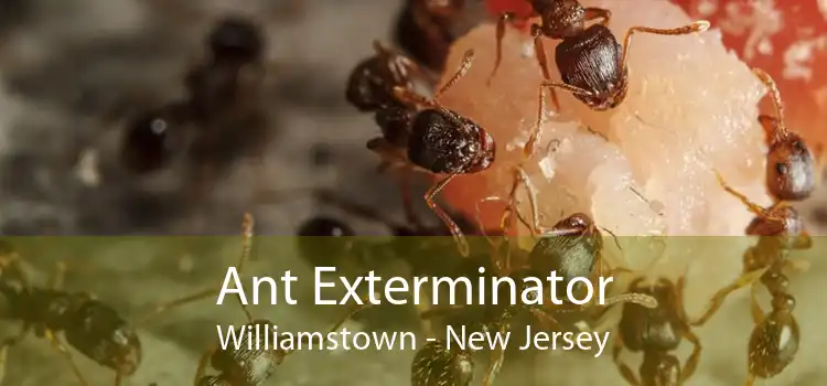 Ant Exterminator Williamstown - New Jersey