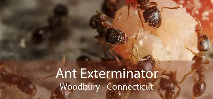 Ant Exterminator Woodbury - Connecticut