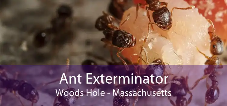 Ant Exterminator Woods Hole - Massachusetts