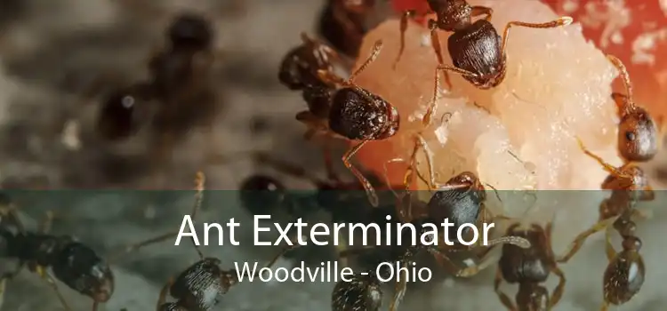 Ant Exterminator Woodville - Ohio