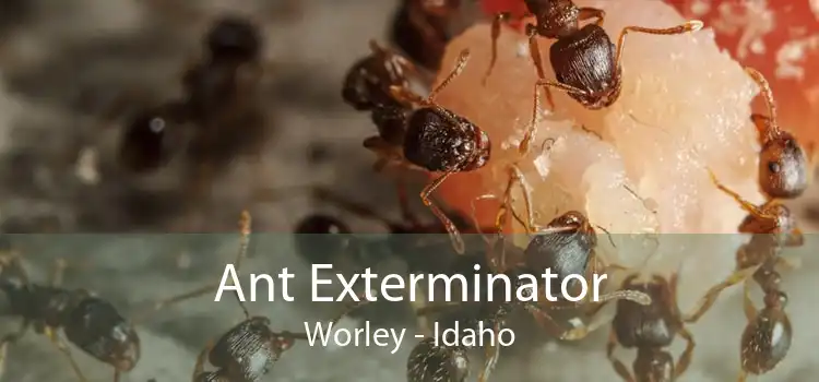 Ant Exterminator Worley - Idaho