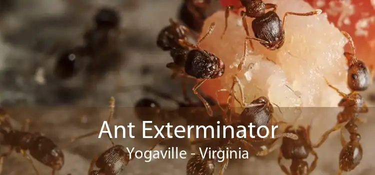 Ant Exterminator Yogaville - Virginia