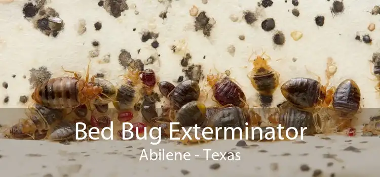 Bed Bug Exterminator Abilene - Texas