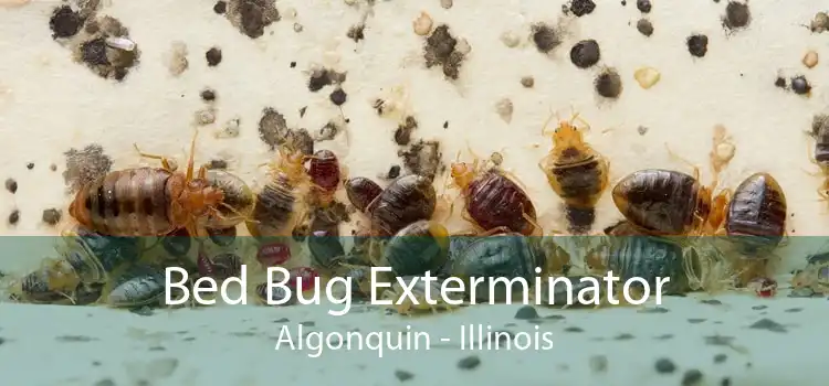 Bed Bug Exterminator Algonquin - Illinois