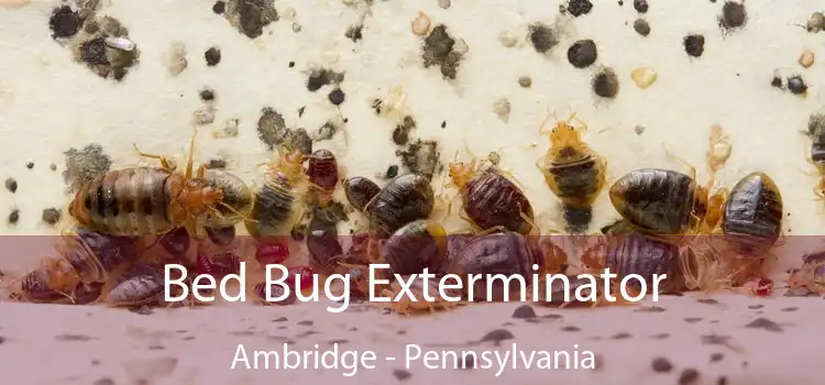 Bed Bug Exterminator Ambridge - Pennsylvania