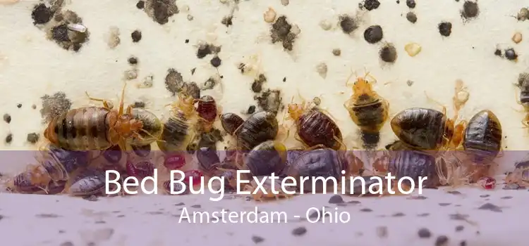 Bed Bug Exterminator Amsterdam - Ohio