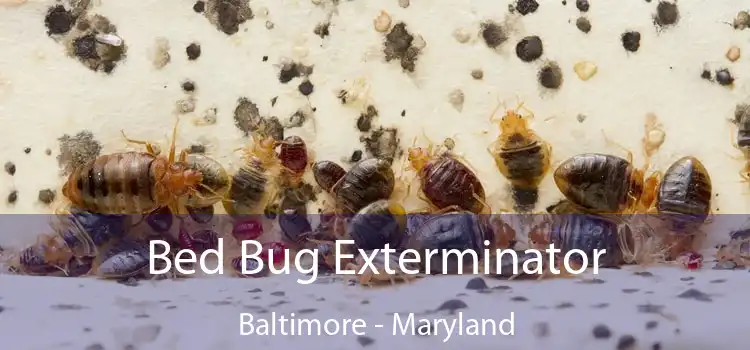 Bed Bug Exterminator Baltimore - Maryland