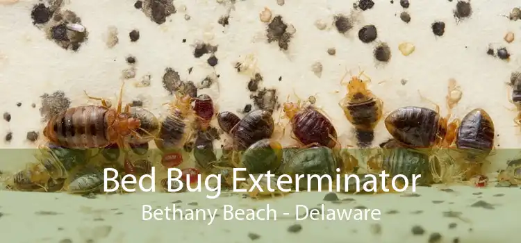 Bed Bug Exterminator Bethany Beach - Delaware