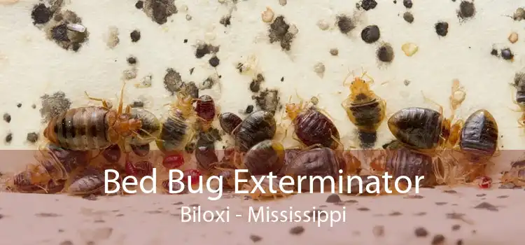 Bed Bug Exterminator Biloxi - Mississippi