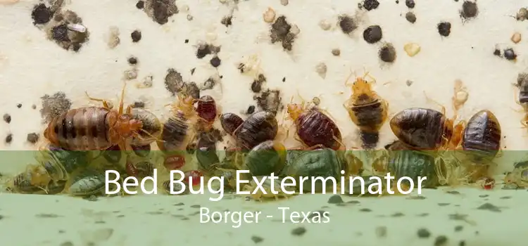Bed Bug Exterminator Borger - Texas