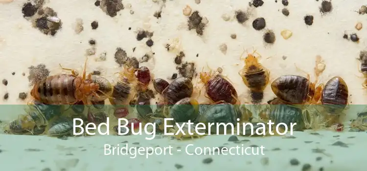 Bed Bug Exterminator Bridgeport - Connecticut