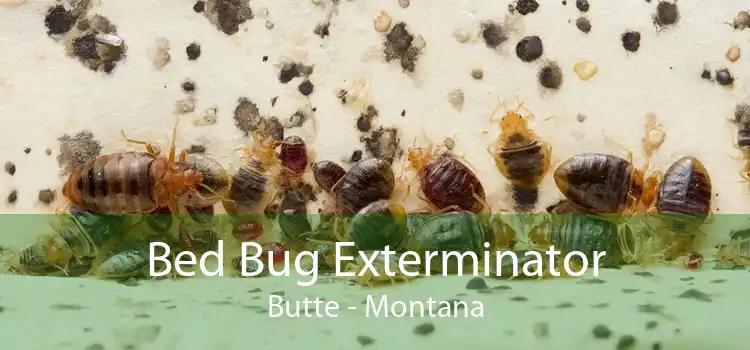 Bed Bug Exterminator Butte - Montana