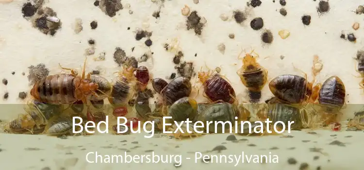 Bed Bug Exterminator Chambersburg - Pennsylvania
