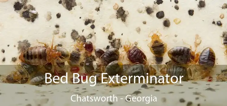 Bed Bug Exterminator Chatsworth - Georgia