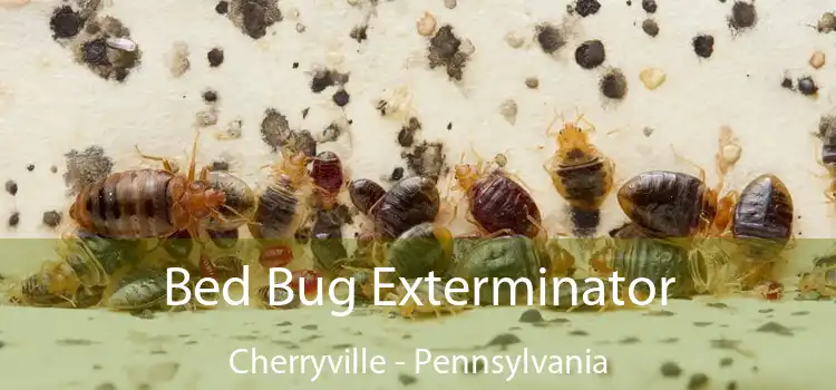 Bed Bug Exterminator Cherryville - Pennsylvania