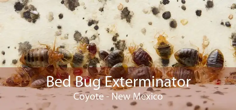 Bed Bug Exterminator Coyote - New Mexico