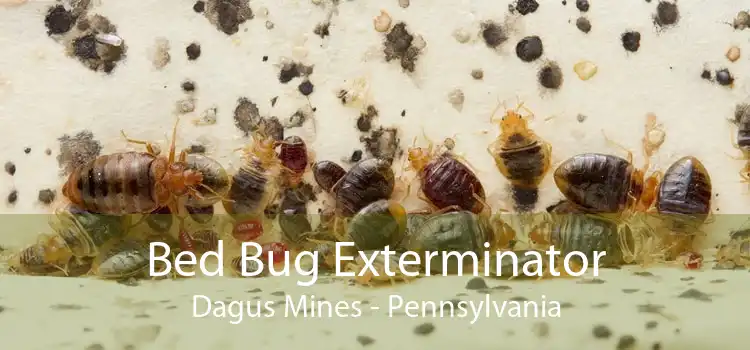 Bed Bug Exterminator Dagus Mines - Pennsylvania