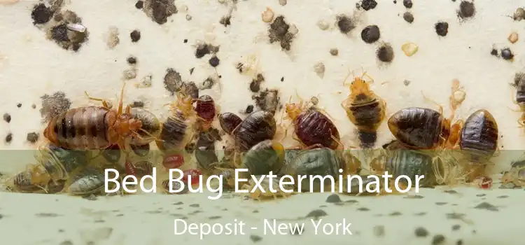 Bed Bug Exterminator Deposit - New York