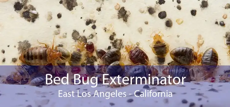 Bed Bug Exterminator East Los Angeles - California