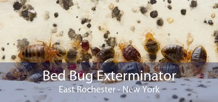 Bed Bug Exterminator East Rochester - New York