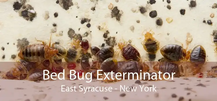 Bed Bug Exterminator East Syracuse - New York