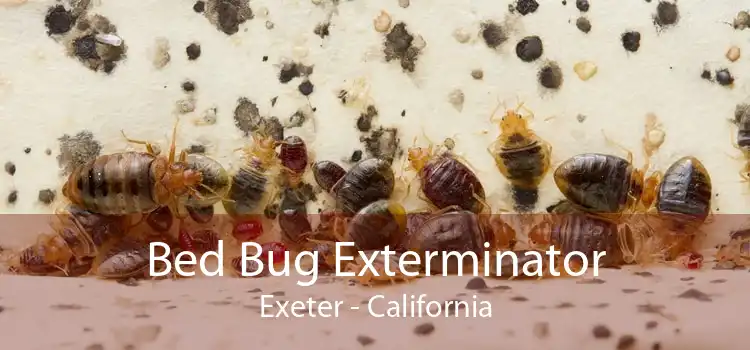 Bed Bug Exterminator Exeter - California