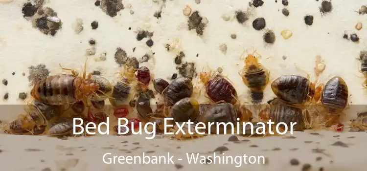Bed Bug Exterminator Greenbank - Washington
