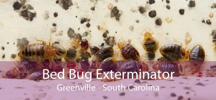 Bed Bug Exterminator Greenville - South Carolina