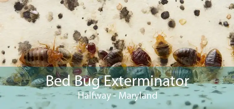 Bed Bug Exterminator Halfway - Maryland