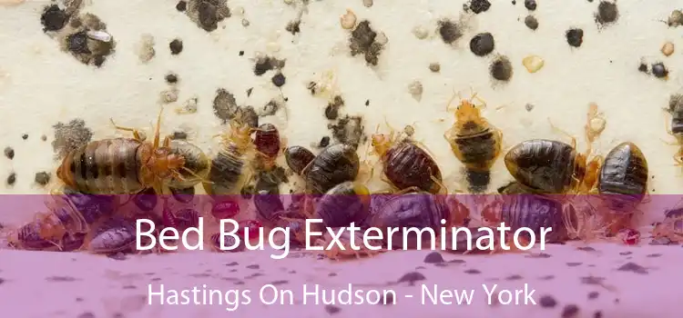 Bed Bug Exterminator Hastings On Hudson - New York