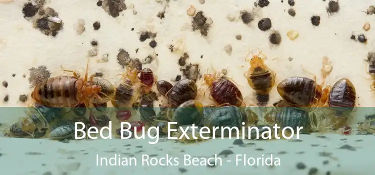 Bed Bug Exterminator Indian Rocks Beach - Florida