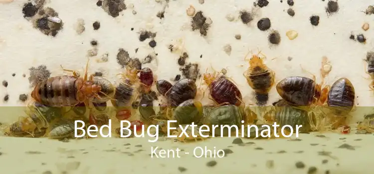 Bed Bug Exterminator Kent - Ohio