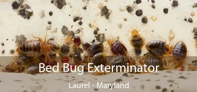Bed Bug Exterminator Laurel - Maryland